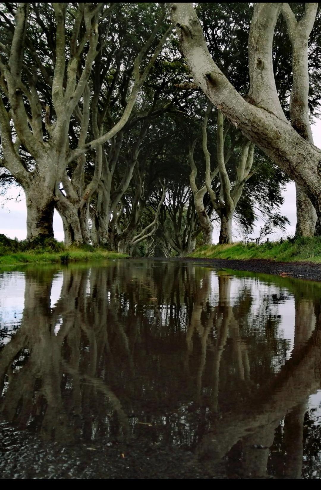 Doughery Den The Dark Hedges Hideaway Armoy Eksteriør billede